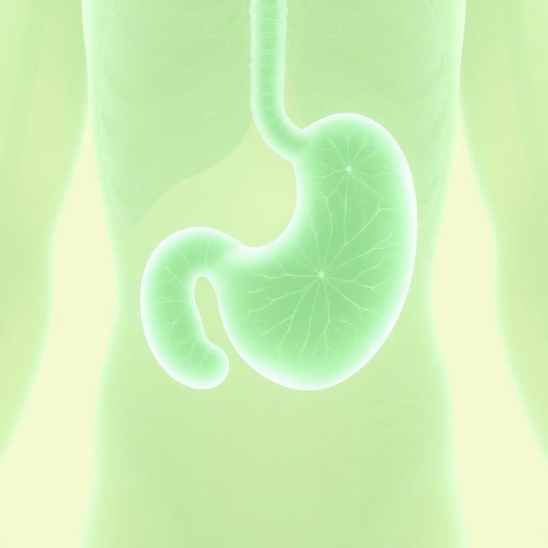 Mide ve kalınbağırsak anatomik illüstrasyon
